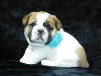 Buster, a male English Bulldog for sale in Millersburg, OH – Photo 1 of 8