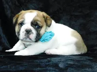 Buster, a male English Bulldog for sale in Millersburg, OH – Photo 2 of 8