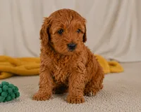 Jasper, a male Cavapoo for sale in Millersburg, OH – 4 of 9