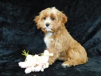 King, a male Cavapoo for sale in Millersburg, OH – Photo 6 of 8