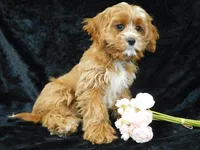 King, a male Cavapoo for sale in Millersburg, OH – Photo 5 of 8