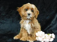 King, a male Cavapoo for sale in Millersburg, OH – Photo 3 of 8