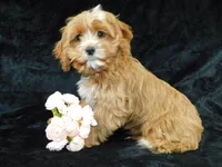 King, a male Cavapoo for sale in Millersburg, OH – Photo 4 of 8