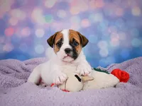 Rowdy, a male English Bulldog and Puggle for sale in Millersburg, OH – 6 of 10