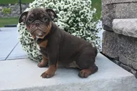 Chloe (mini), a female English Bulldog and Puggle for sale in Millersburg, OH – 4 of 10