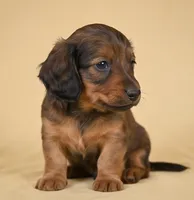 Rolo AKC, a male Miniature Dachshund for sale in Millersburg, OH – 6 of 9