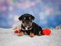 Addi (mini), a female English Bulldog and Puggle for sale in Millersburg, OH – 4 of 9