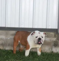 Rowdy, a male English Bulldog and Puggle for sale in Millersburg, OH – 9 of 10