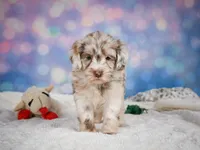 Lucy, a female Miniature Goldendoodle for sale in Millersburg, OH – 2 of 9