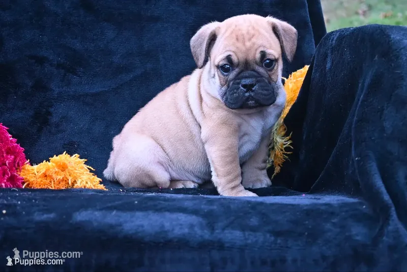Buddy – English Bulldog, Puggle puppy for sale in Millersburg, OH