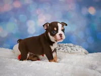 Claire (mini), a female English Bulldog and Puggle for sale in Millersburg, OH – 2 of 10