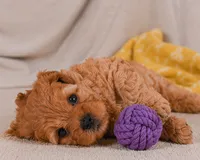 Mila, a female Cavapoo for sale in Millersburg, OH – 4 of 7