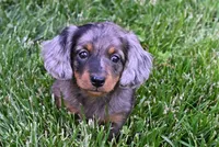 AKC Pearl, a female Miniature Dachshund for sale in Millersburg, OH – 8 of 9