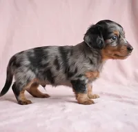 King AKC, a male Miniature Dachshund for sale in Millersburg, OH – 5 of 9