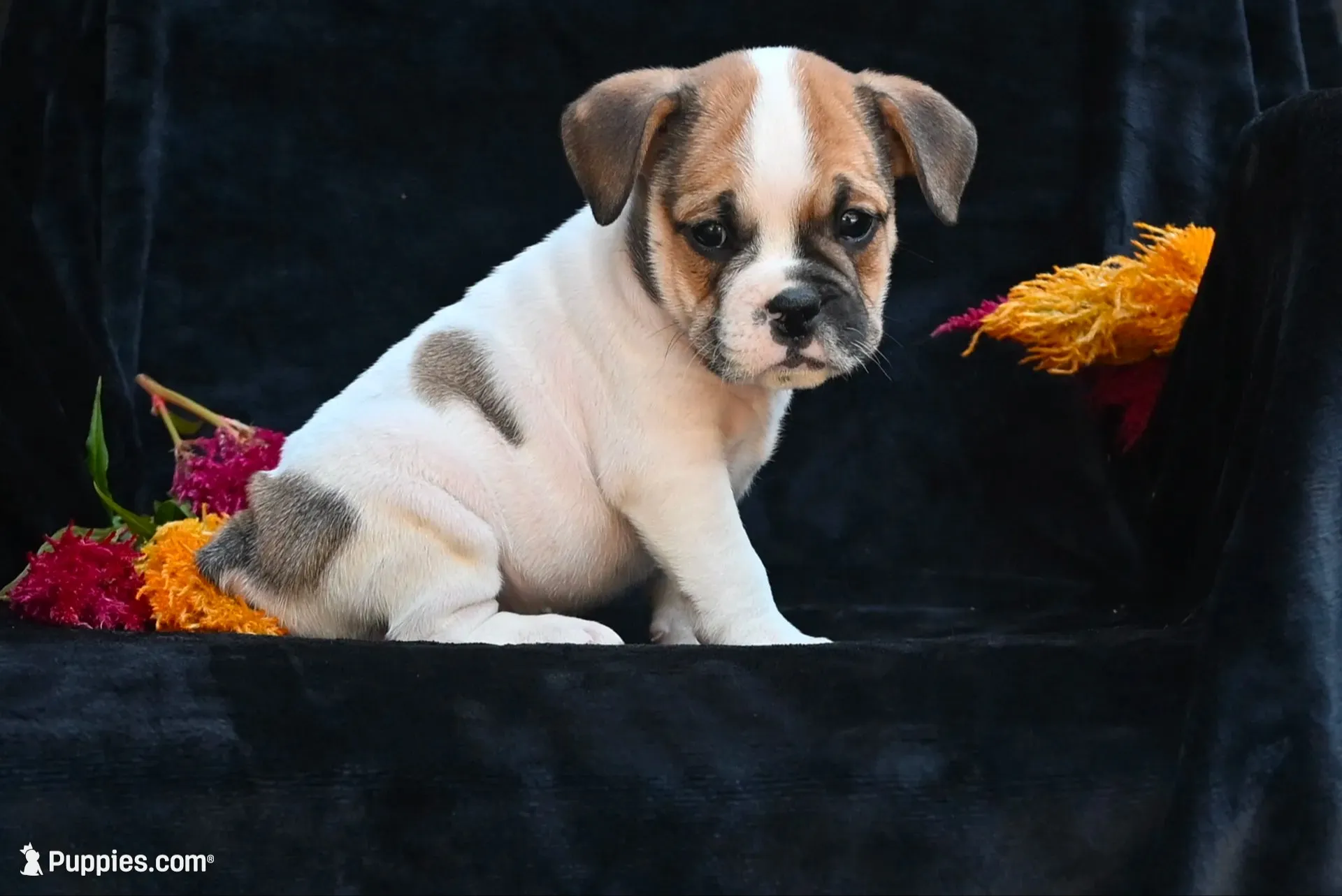 Jax, a male English Bulldog and Puggle for sale in Millersburg, OH – 2 of 10