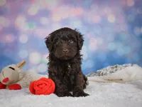 Jake, a male Miniature Goldendoodle for sale in Millersburg, OH – 3 of 8