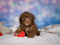 Jasper, a male Miniature Goldendoodle for sale in Millersburg, OH – 5 of 10
