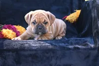 Ann, a female English Bulldog and Puggle for sale in Millersburg, OH – 3 of 10