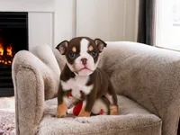 Claire (mini), a female English Bulldog and Puggle for sale in Millersburg, OH – 1 of 10