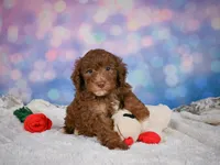 Jasper, a male Miniature Goldendoodle for sale in Millersburg, OH – 2 of 10