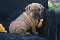 Ann, a female English Bulldog and Puggle for sale in Millersburg, OH – 5 of 10