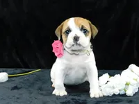 Chloe, a female English Bulldog for sale in Millersburg, OH – Photo 5 of 10