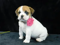 Chloe, a female English Bulldog for sale in Millersburg, OH – Photo 3 of 10