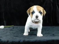 Chloe, a female English Bulldog for sale in Millersburg, OH – Photo 10 of 10