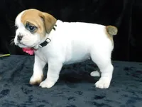 Chloe, a female English Bulldog for sale in Millersburg, OH – Photo 9 of 10