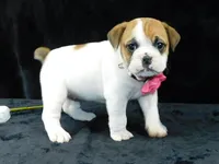Chloe, a female English Bulldog for sale in Millersburg, OH – Photo 1 of 10