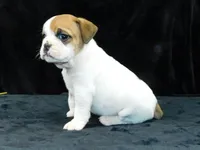 Chloe, a female English Bulldog for sale in Millersburg, OH – Photo 6 of 10