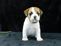 Chloe, a female English Bulldog for sale in Millersburg, OH – Photo 8 of 10