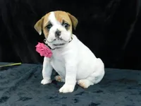 Chloe, a female English Bulldog for sale in Millersburg, OH – Photo 4 of 10