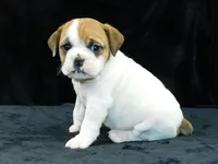 Chloe, a female English Bulldog for sale in Millersburg, OH – Photo 2 of 10