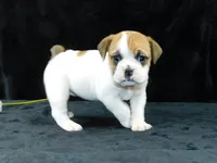 Chloe, a female English Bulldog for sale in Millersburg, OH – Photo 7 of 10