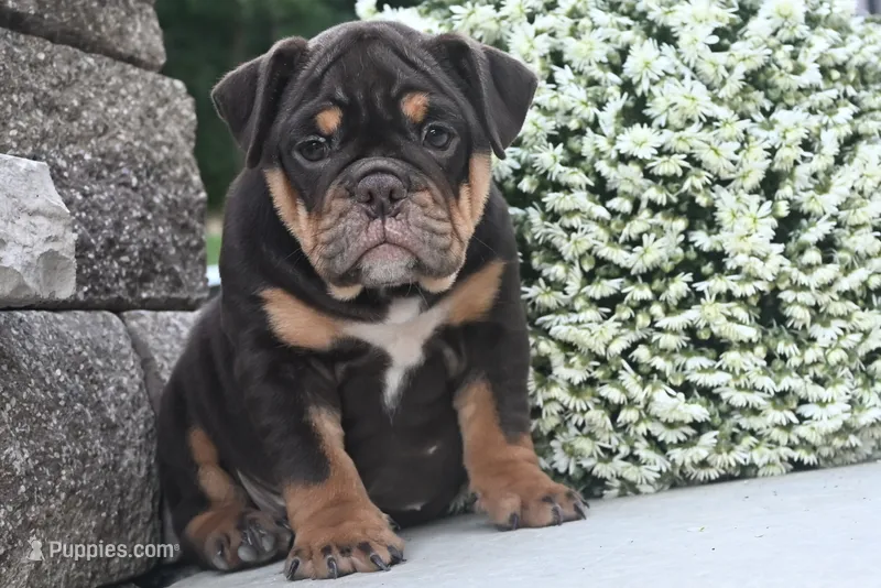 Molly – English Bulldog, Puggle puppy for sale in Millersburg, OH