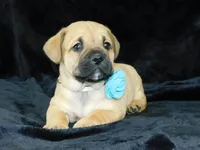 Roscoe, a male English Bulldog for sale in Millersburg, OH – Photo 3 of 8