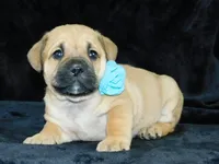 Roscoe, a male English Bulldog for sale in Millersburg, OH – Photo 2 of 8