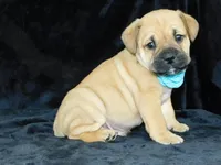 Roscoe, a male English Bulldog for sale in Millersburg, OH – Photo 8 of 8