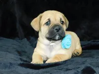 Roscoe, a male English Bulldog for sale in Millersburg, OH – Photo 5 of 8