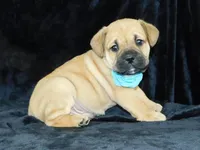 Roscoe, a male English Bulldog for sale in Millersburg, OH – Photo 1 of 8