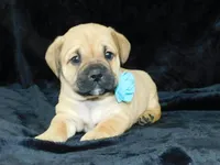 Roscoe, a male English Bulldog for sale in Millersburg, OH – Photo 6 of 8