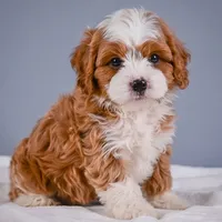 Teddy, a male Cavapoo for sale in Millersburg, OH – 1 of 8