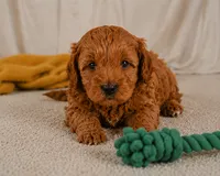 Jasper, a male Cavapoo for sale in Millersburg, OH – 7 of 9