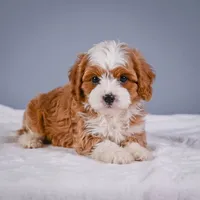 Teddy, a male Cavapoo for sale in Millersburg, OH – 3 of 8