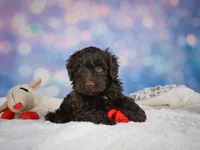 Jake, a male Miniature Goldendoodle for sale in Millersburg, OH – 2 of 8