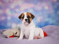 Rowdy, a male English Bulldog and Puggle for sale in Millersburg, OH – 8 of 10
