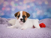 Rowdy, a male English Bulldog and Puggle for sale in Millersburg, OH – 4 of 10
