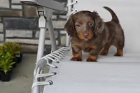 AKC Rowdy, a male Miniature Dachshund for sale in Millersburg, OH – 9 of 10