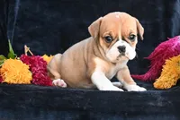 Macy, a female English Bulldog and Puggle for sale in Millersburg, OH – 2 of 10
